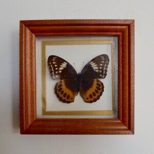 Framed Real Insect Taxidermy Mounted Butterfly Wall Art Orange and Black